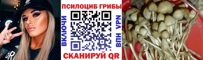 Псилоцибиновые грибы мицелий  Каменногорск 